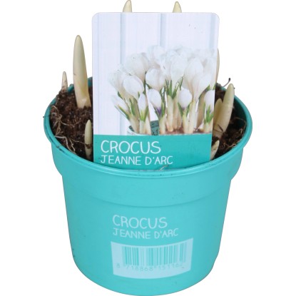 Šafran (Crocus) "Diamond Collection" priemer kvetináča cca 12 cm biely