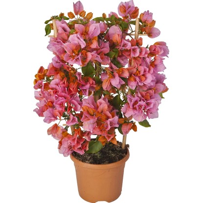 OBI Bugenvilea oranžová na špalieri priemer kvetináča cca 17 cm Bougainvillea
