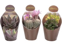 Giromagi Sukulent rôzne druhy výška 15-20 cm, pr. kvetináča 10,5 cm
