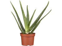 Aloe vera, výška cca 30 cm, priemer kvetináča cca 19 cm