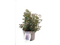 Tavoľa kalinolistá (physocarpus opulifolius) Little Devil Tavoľa kalinolistá (physocarpus opulifolius) Little Devil