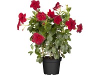 OBI Mandevilla s oporou priemer kvetináča cca 14 cm Mandevilla