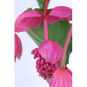 Detailný záber na Medinilla Flamenco (Medinilla magnifica) s ružovými kvetmi a zelenými listami.