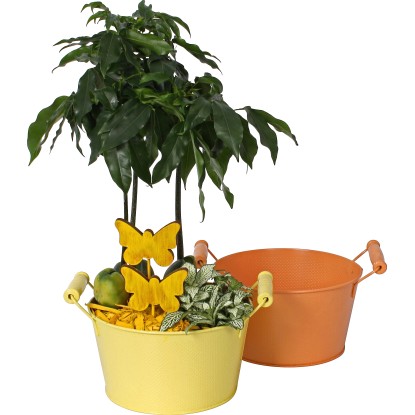 Aranžmán s austrálskym izbovým gaštanom v zinkovej nádobe priemer cca 18 cm