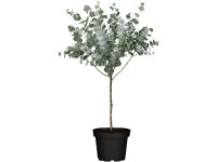 Eukalyptus Gunnov (Eucalyptus gunii) 