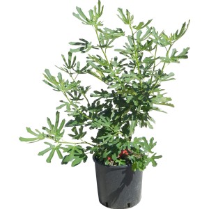 Mladá, zelená figovník (Ficus carica) v kvetináči, vysoká cca 50-60 cm. Ideálne pre záhradu a balkón.