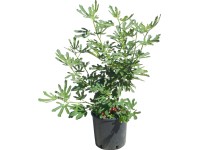 OBI Figovník jedlý výška cca 50 - 60 cm kvetináč cca 10 l Ficus carica