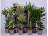 Zelené rastliny rôzne druhy, výška 120-140, pr. 24 cm