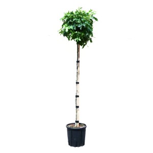 GROW by OBI Javor ambróvník guľa, výška cca 200 cm, v kvetináči. Domáci strom so zelenými listami.