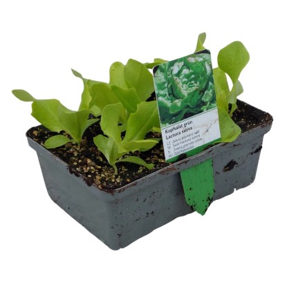 Landgard Šalát hlávkový zelený (Lactuca sativa var. Capitata) 6 ks v miske