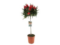 GROW by OBI Štetkovec citrónový (Callistemon citrinus) červený cca pr. 21 cm