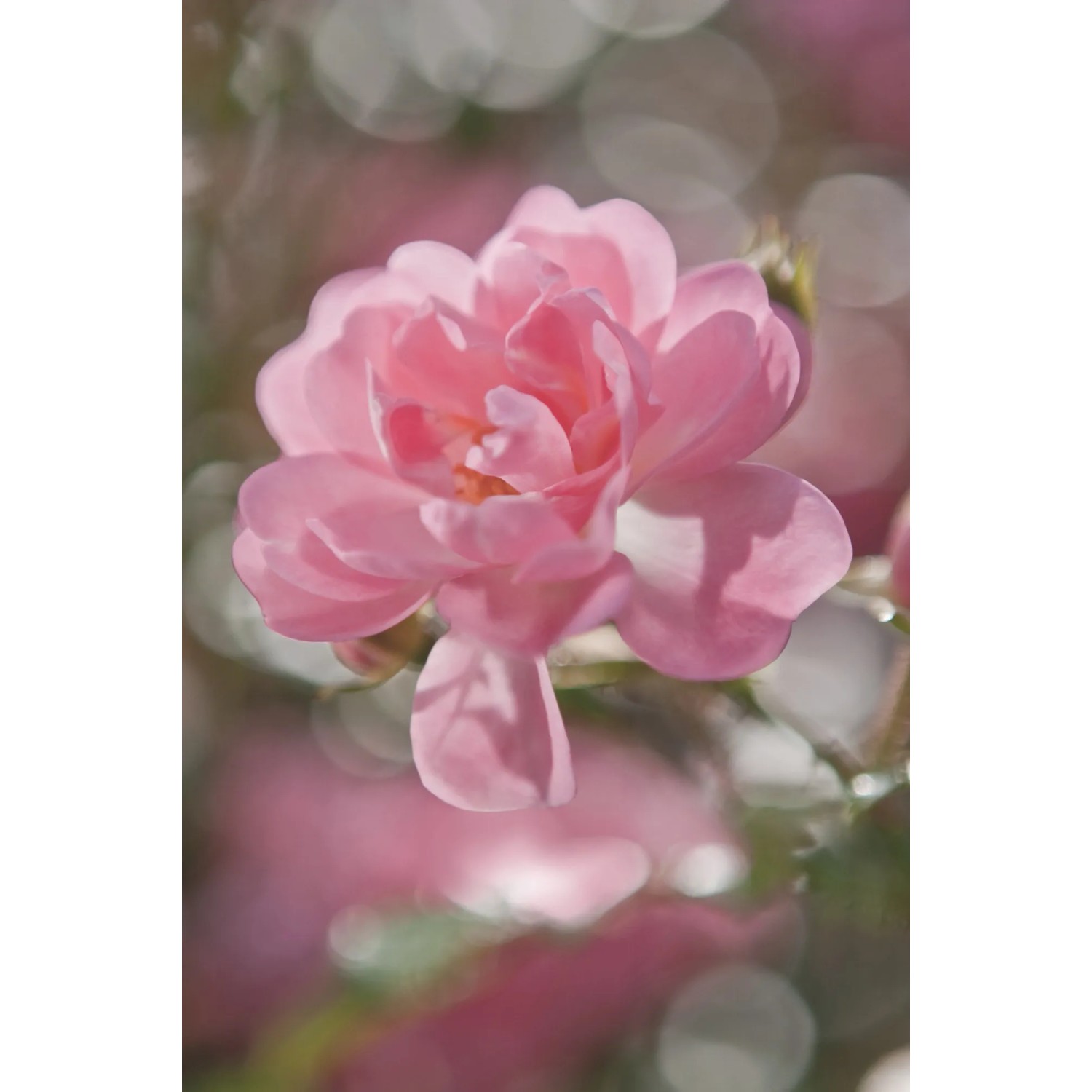 E-shop Komar Papierová fototapeta Bouquet, 184 x 254 cm