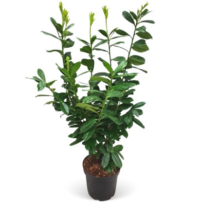 Landgard Bobkovišeň lekárska (Prunus laurocerasus) "Novita" 80-100 cm, 5 l, 30ks