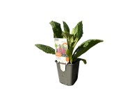 OBI Náprstník červený 