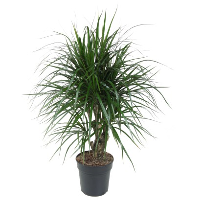 Dračinec vrúbený (Dracaena marginata), výška cca 85-95 cm, pr. kv. cca 21 cm