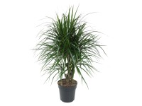 Dračinec vrúbený (Dracaena marginata), výška cca 85-95 cm, pr. kv. cca 21 cm