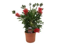 GROW by OBI Štetkovec citrónový (Callistemon citrinus) červený cca 40 cm