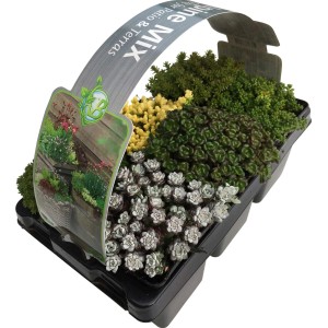 OBI Rozchodník mix, balenie 6 ks v kvetináči (Ø 7 cm). Sortiment Sedum s rôznymi farbami a tvarmi.