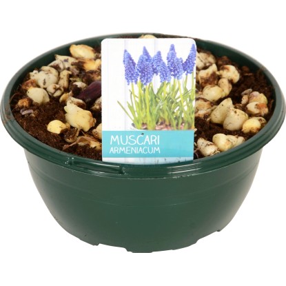 Modrica "Diamond Collection" (Muscari) Ø kvetináča cca 16 cm modrá