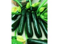 Cuketa zelená polodlhá (Cucurbita pepo) 