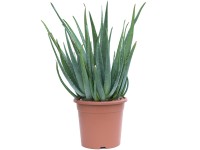 GROW by OBI Aloe pravá (Aloe vera) výška 20-30 cm, kvetináč 6 l