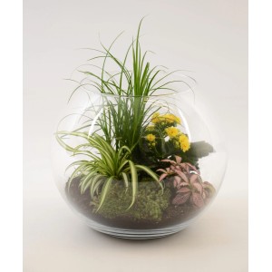 Rastlinné aranžmán vo sklenenej nádobe s okrasnou trávou, dráčikom, kalanchoe a fittóniou. Kvetináč cca 29 cm.