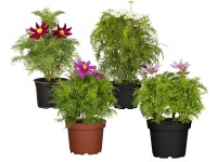 Krasuľka perovitá priemer kvetináča cca 13 cm farebný mix