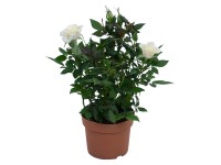 Ruža Parade biela priemer kvetináča cca 10,5 cm