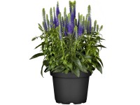 OBI Veronika klasnatá modrá priemer kvetináča cca 9 cm x 9 cm Veronica