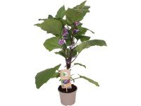 GROW by OBI Baklažán veľkoplodý (Solanum melongena) Pick&Joy, pr. 14 cm