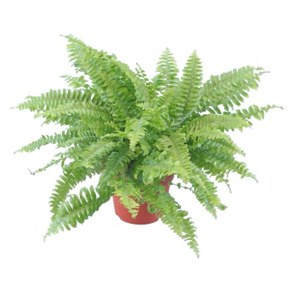 GROW by OBI Nefrolepka priemer kvetináča cca 12 cm