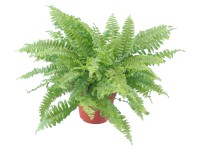 GROW by OBI Nefrolepka priemer kvetináča cca 12 cm