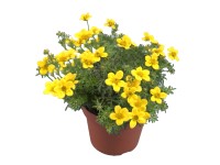 OBI Dvojzubec prútolistý (Bidens ferulifolia)