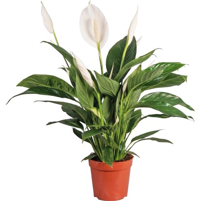 Lopatkovec (Spathiphyllum) "Bingo Cupido" pr. cca 17 cm