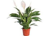Lopatkovec (Spathiphyllum) 