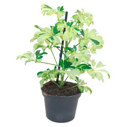 Šeflera stromovitá Janine s priemerom kvetináča cca 8 cm