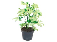 Šeflera stromovitá Janine s priemerom kvetináča cca 8 cm