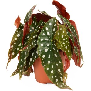 Črepníková Begónia Polka-Dot (Begonia maculata) so zelenými listami a bielymi bodkami.