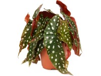 Begónia Polka-Dot, pr. kvetináča cca 14 cm