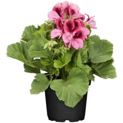 Pelargónia veľkokvetá (Pelargonium grandiflorum) priemer kvetináča cca 13 cm