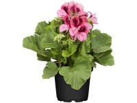 Pelargónia veľkokvetá (Pelargonium grandiflorum) priemer kvetináča cca 13 cm