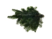 Zväzok vetví Nordmann 500 g