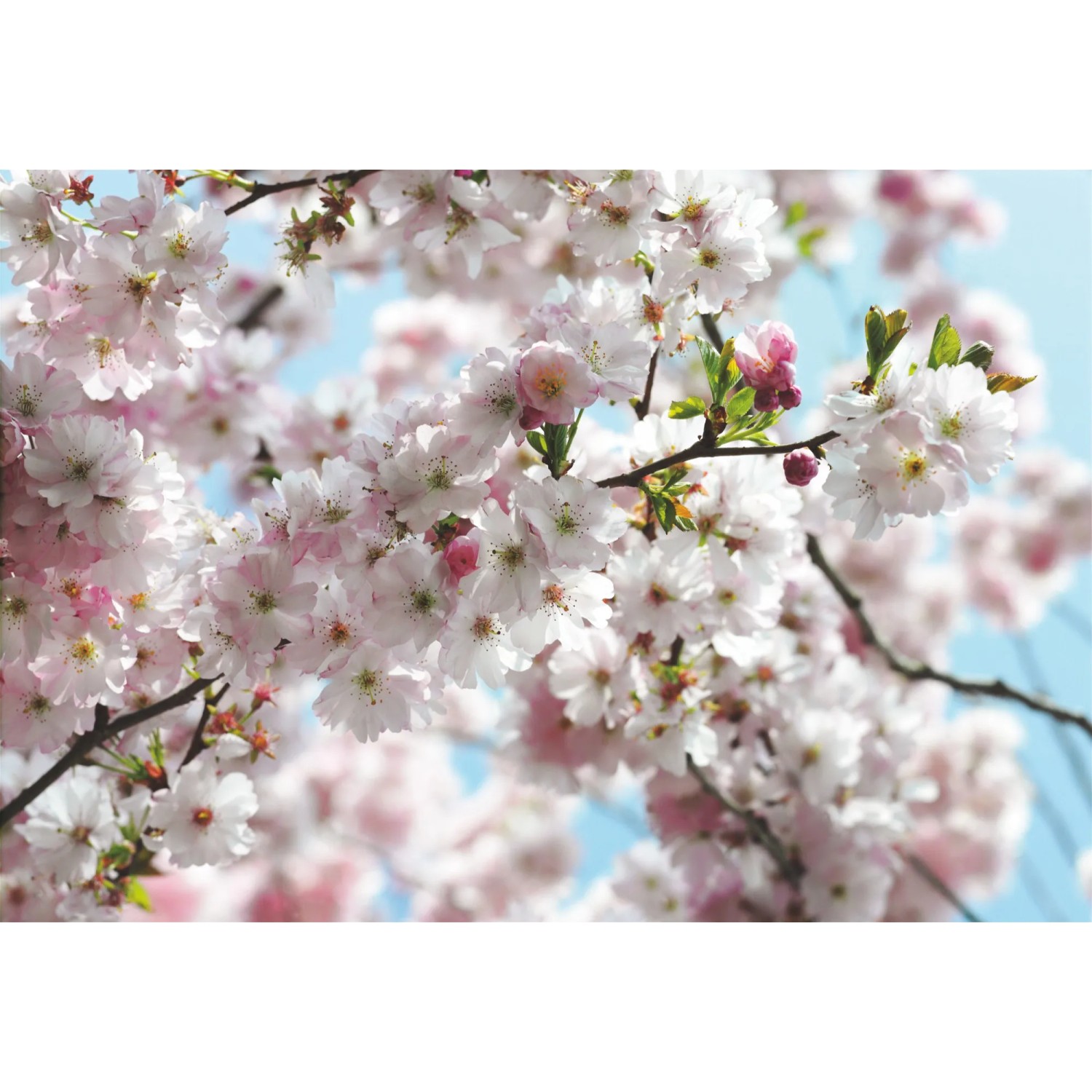 E-shop Komar Papierová fototapeta Spring, 368 x 254 cm