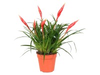 Vrísea Astrid červená pr. kvetináča cca 12 cm
