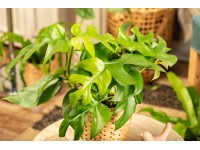 Royal Lemkes Monstera Minima (Rhaphidophora tetrasperma) cca pr. 12 cm