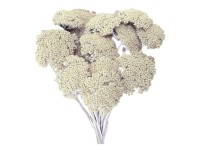 NOHEL GARDEN Sušená dekorácia Achilea - rebríček biely 50 g