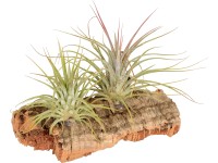 Aranžmán tillandsií 2 rastliny na korkovom dreve small