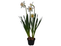 Narcis (Narcissus) biely priemer kvetináča cca 9 cm