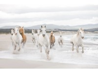 Komar Papierová fototapeta White Horses 368 x 254 cm
