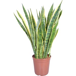 Sukulent Laurentii (Sansevieria trifasciata) v kvetináči, cca 24 cm Ø.